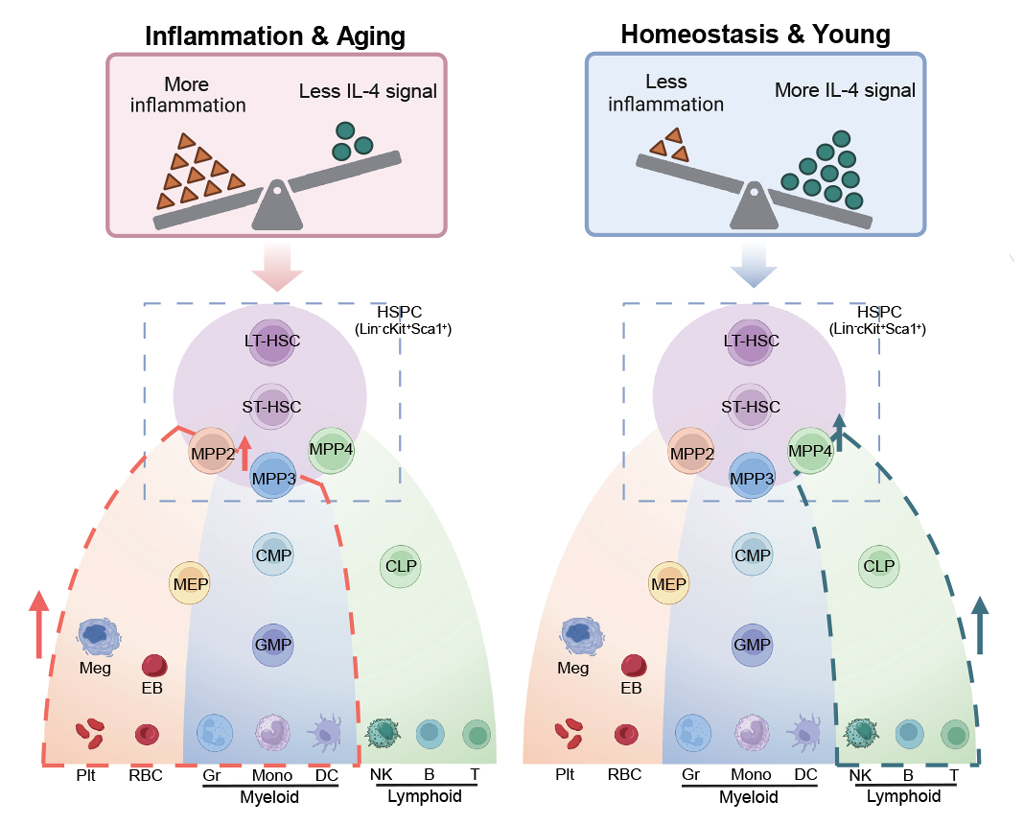 IL-4-in-hematopoiesis