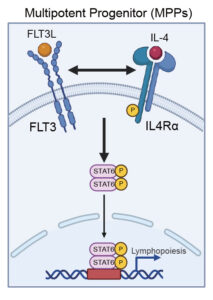 IL-4-in-hematopoiesis